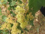 LO SCAVO ARCHEOLOGICO DI SA OSA 6 - Fiore femminile di vite selvatica